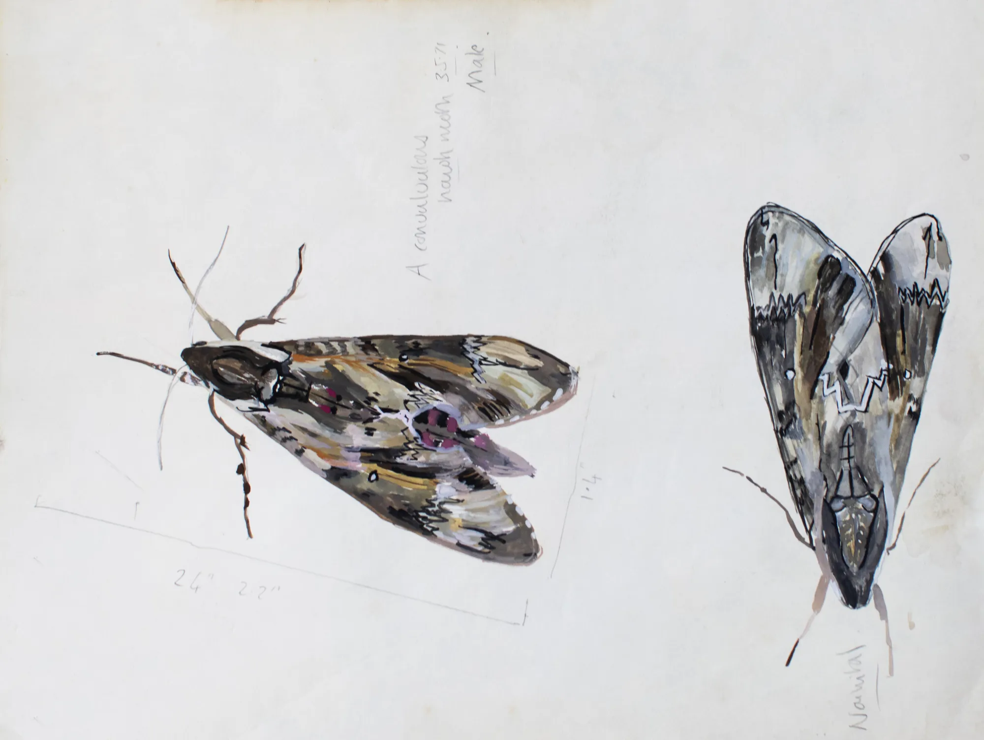 Gouache study of a convolvulus hawk moth
